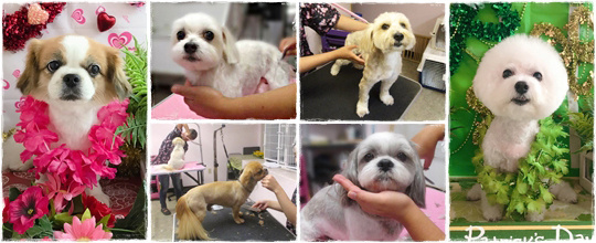 GROOMING | ALOHA DOG