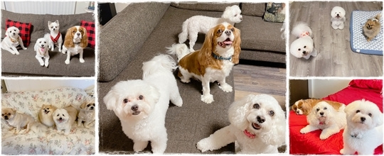 BOARDING | ALOHA DOGBOARDING | ALOHA DOG