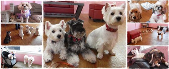 DAYCARE | ALOHA DOG
