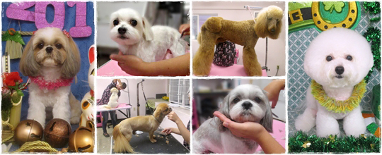 GROOMING | ALOHA DOG