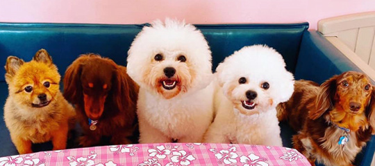 Doggies Daycare, Boarding & Grooming ALOHA DOG