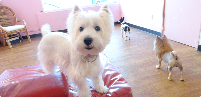 Dynamic Aloha Dog Groomer Scene for Desktop Dynamic Aloha Dog Groomer Scene for Desktop