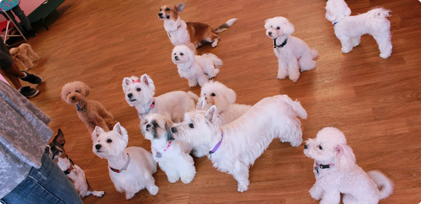 Breathtaking Aloha Dog Groomer Scene Illustration Breathtaking Aloha Dog Groomer Scene Illustration