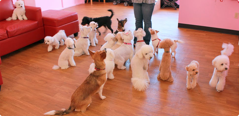 High-Quality Aloha Dog Groomer Landscape for Desktop High-Quality Aloha Dog Groomer Landscape for Desktop