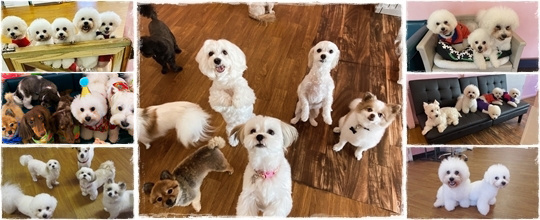 DAYCARE | ALOHA DOG